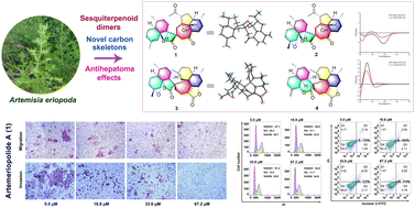 Graphical abstract: Artemeriopolides A–D, two types of sesquiterpenoid dimers with rare carbon skeletons from Artemisia eriopoda and their antihepatoma cytotoxicity