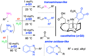 Graphical abstract: A biomimetic approach to aerobic oxidation of amines in water via a redox-active cacotheline organocatalyst