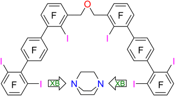 Graphical abstract: A halogen bonding molecular tweezer