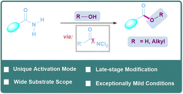 Graphical abstract: Interception of RCONCl2: late-stage hydrolysis and esterification of primary amides