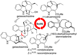 Graphical abstract: A de novo synthesis of the bisindole alkaloid geissolosimine: collective synthesis of geissoschizoline, akuammicine, (16S)-deshydroxymethylstemmadenine and Aspidospermatan alkaloids