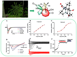 Graphical abstract: Obscurinin A, a unique Lycopodium alkaloid possessing an 8/6/6/6/5 pentacyclic system isolated from Lycopodium obscurum L.