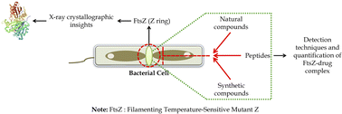 Graphical abstract: Filamentous temperature sensitive mutant Z: a putative target to combat antibacterial resistance