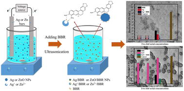 Graphical abstract: Complexes of Ag and ZnO nanoparticles with BBR for enhancement of gastrointestinal antibacterial activity through the impacts of size and composition