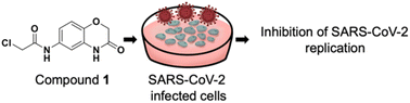 Graphical abstract: A covalent inhibitor targeting the papain-like protease from SARS-CoV-2 inhibits viral replication