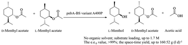 Graphical abstract: Engineering a Bacillus subtilis esterase for selective hydrolysis of d, l-menthyl acetate in an organic solvent-free system