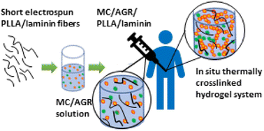 Graphical abstract: Methylcellulose/agarose hydrogel loaded with short electrospun PLLA/laminin fibers as an injectable scaffold for tissue engineering/3D cell culture model for tumour therapies