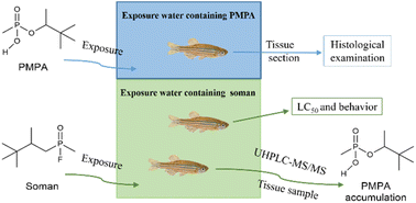 Graphical abstract: Toxic effects and bioaccumulation of pinacolyl methylphosphonate acid in zebrafish following soman exposure to a water environment