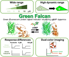 Graphical abstract: Development of green fluorescent protein-based cAMP indicators for covering a wide range of cAMP concentrations