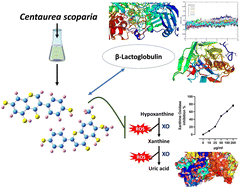 Graphical abstract: Molecular modeling and DFT studies on the antioxidant activity of Centaurea scoparia flavonoids and molecular dynamics simulation of their interaction with β-lactoglobulin