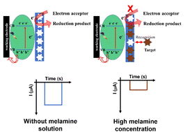 Graphical abstract: Preparation of surface-modified electrode of copper(ii) oxide mixed with the molecularly imprinted polymer for enhancement of melamine detection with photoelectrochemical technique