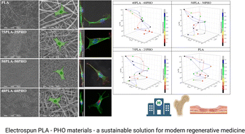 Graphical abstract: Biological and physiochemical studies of electrospun polylactid/polyhydroxyoctanoate PLA/P(3HO) scaffolds for tissue engineering applications