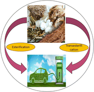Graphical abstract: Advances in biomass derived low-cost carbon catalyst for biodiesel production: preparation methods, reaction conditions, and mechanisms
