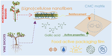 Graphical abstract: Boosting functional properties of active-CMC films reinforced with agricultural residues-derived cellulose nanofibres