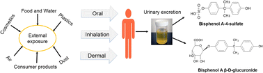 Graphical abstract: Toxicological evaluation of bisphenol analogues: preventive measures and therapeutic interventions