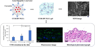 Graphical abstract: Dipeptide-1 modified nanostructured lipid carrier-based hydrogel with enhanced skin retention and topical efficacy of curcumin