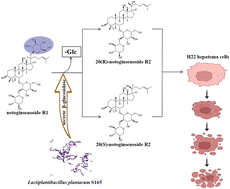 Graphical abstract: Enhancing the inhibition of cell proliferation and induction of apoptosis in H22 hepatoma cells through biotransformation of notoginsenoside R1 by Lactiplantibacillus plantarum S165 into 20(S/R)-notoginsenoside R2