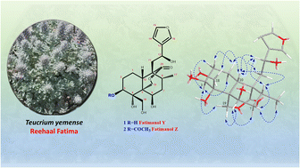 Graphical abstract: Fatimanols Y and Z: two neo-clerodane diterpenoids from Teucrium yemense