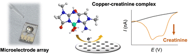 Graphical abstract: Electrochemical detection of creatinine: exploiting copper(ii) complexes at Pt microelectrode arrays
