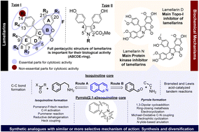 Graphical abstract: Pyrrolo[2,1-a]isoquinoline scaffolds for developing anti-cancer agents