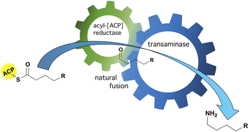 Graphical abstract: Natural transaminase fusions for biocatalysis