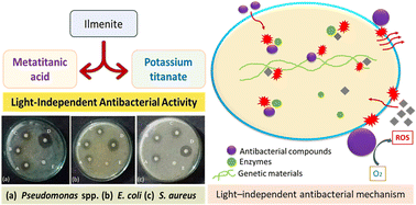 Graphical abstract: Ilmenite-derived titanic acid species: exploring their outstanding light-independent antibacterial activity