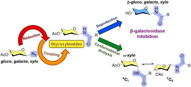 Graphical abstract: Synthesis of N-glycosyl amides: conformational analysis and evaluation as inhibitors of β-galactosidase from E. coli