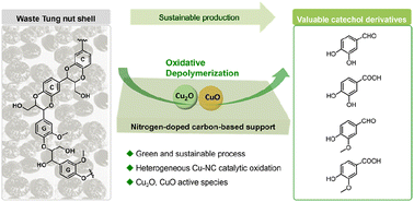 Graphical abstract: Sustainable production of catechol derivatives from waste tung nutshell C/G-type lignin via heterogeneous Cu–NC catalytic oxidation