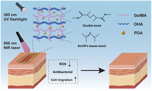 Graphical abstract: Injectable hydrogels doped with PDA nanoparticles for photothermal bacterial inhibition and rapid wound healing in vitro