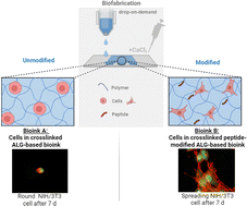 Graphical abstract: Engineering peptide-modified alginate-based bioinks with cell-adhesive properties for biofabrication