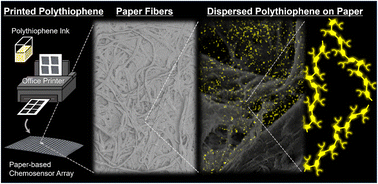 Graphical abstract: Nanoarchitectonics of highly dispersed polythiophene on paper for accurate quantitative detection of metal ions