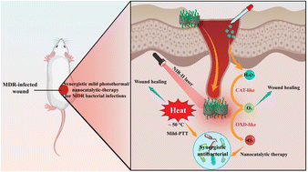 Graphical abstract: Atomically dispersed nanozyme-based synergistic mild photothermal/nanocatalytic therapy for eradicating multidrug-resistant bacteria and accelerating infected wound healing
