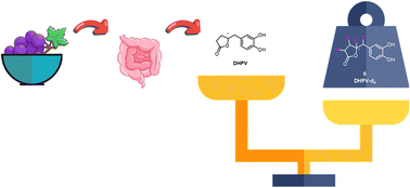 Graphical abstract: Concise synthesis of deuterium-labelled proanthocyanidin metabolite 5-(3′,4′-dihydroxyphenyl)-γ-valerolactone as an analytical tool