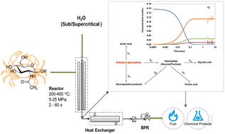 Graphical abstract: Reaction pathways and kinetics of N-acetyl-d-glucosamine hydrolysis in sub- and supercritical water