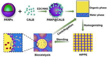Graphical abstract: Enzyme-modified amphiphilic polymer nanoparticles as high-performance Pickering interface biocatalysts