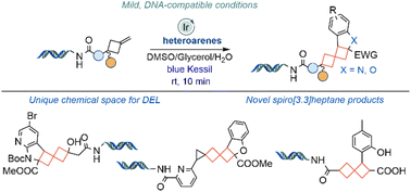 Graphical abstract: Dearomative intermolecular [2 + 2] photocycloaddition for construction of C(sp3)-rich heterospirocycles on-DNA