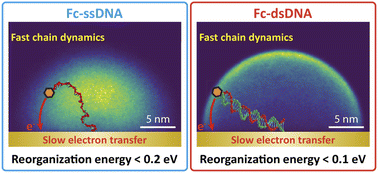 Graphical abstract: Electrochemical response of surface-attached redox DNA governed by low activation energy electron transfer kinetics