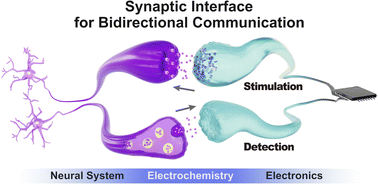 Graphical abstract: Streamlining the interface between electronics and neural systems for bidirectional electrochemical communication