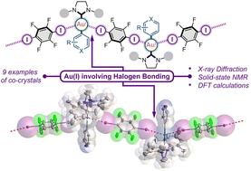 Graphical abstract: Exploring Au(i) involving halogen bonding with N-heterocyclic carbene Au(i) aryl complexes in crystalline media