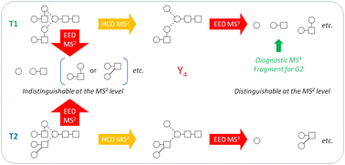 Graphical abstract: De novo glycan sequencing by electronic excitation dissociation MS2-guided MS3 analysis on an Omnitrap-Orbitrap hybrid instrument