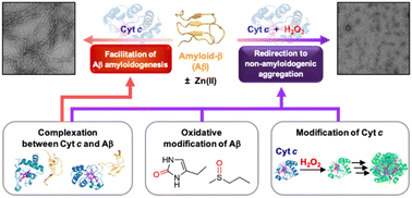Graphical abstract: Unveiling the impact of oxidation-driven endogenous protein interactions on the dynamics of amyloid-β aggregation and toxicity