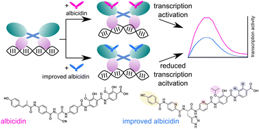 Graphical abstract: Transcription activation by the resistance protein AlbA as a tool to evaluate derivatives of the antibiotic albicidin