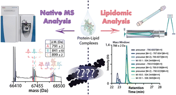 Graphical abstract: Combining native mass spectrometry and lipidomics to uncover specific membrane protein–lipid interactions from natural lipid sources