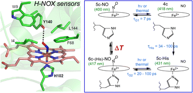 Graphical abstract: The H-NOX protein structure adapts to different mechanisms in sensors interacting with nitric oxide