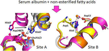 Graphical abstract: Structural and biochemical characterisation of Co2+-binding sites on serum albumins and their interplay with fatty acids