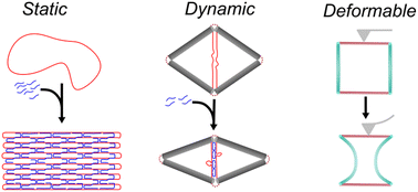 Graphical abstract: Mechanics of dynamic and deformable DNA nanostructures