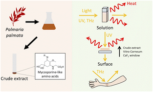 Graphical abstract: Spectroscopic insight on impact of environment on natural photoprotectants