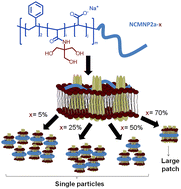 Graphical abstract: pH-tunable membrane-active polymers, NCMNP2a-x, and their potential membrane protein applications