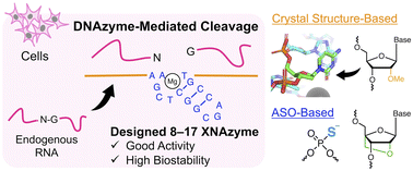 Graphical abstract: Development of 8–17 XNAzymes that are functional in cells