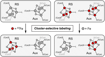 Graphical abstract: Cluster-selective 57Fe labeling of a Twitch-domain-containing radical SAM enzyme